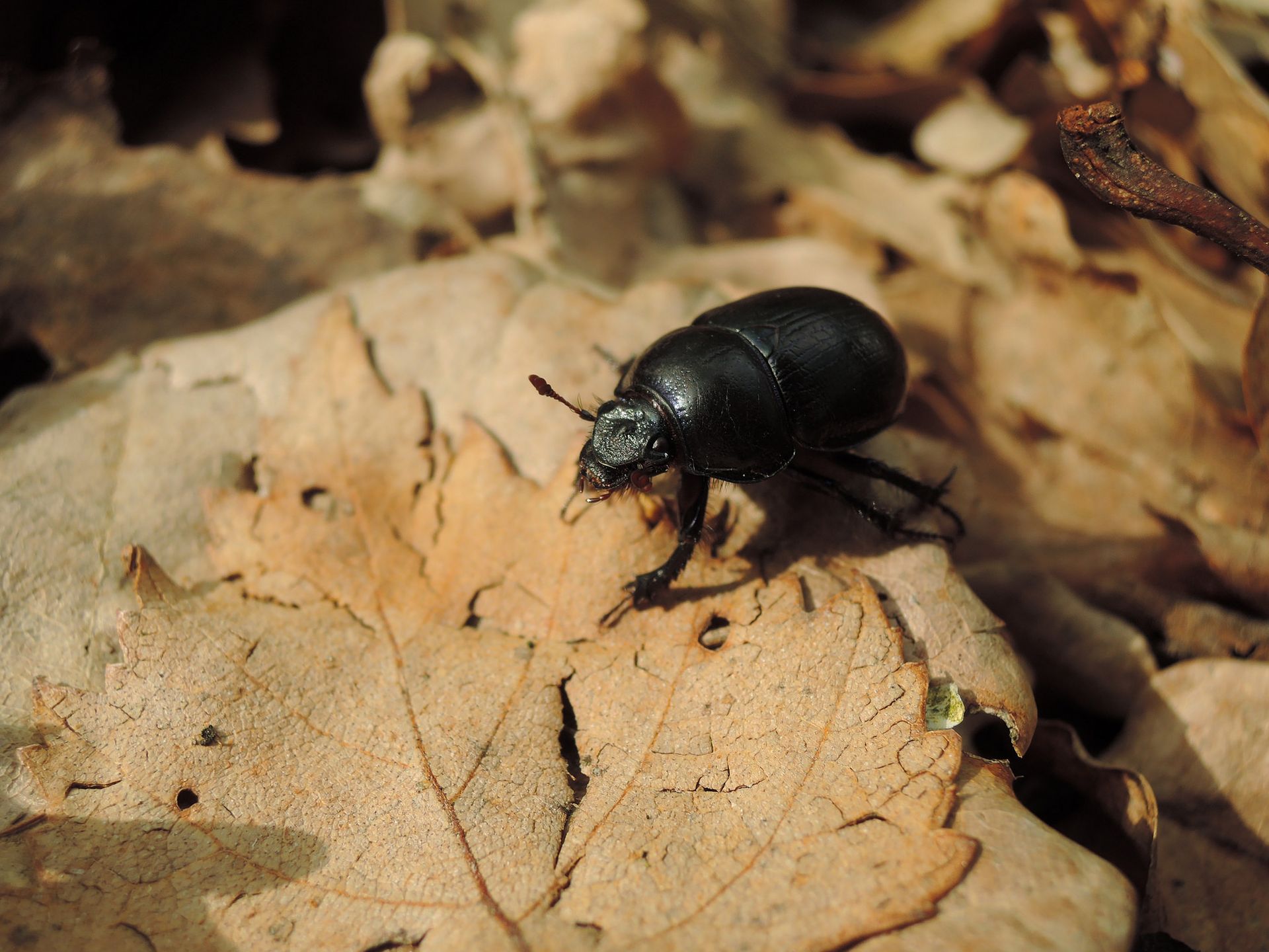 Mistkäfer klettert auf Eichenlaubblatt, Foto: Jana Burmeister